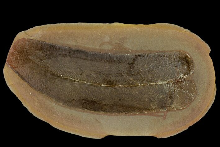 Fossil Fern (Macroneuropteris) - Illinois #114128